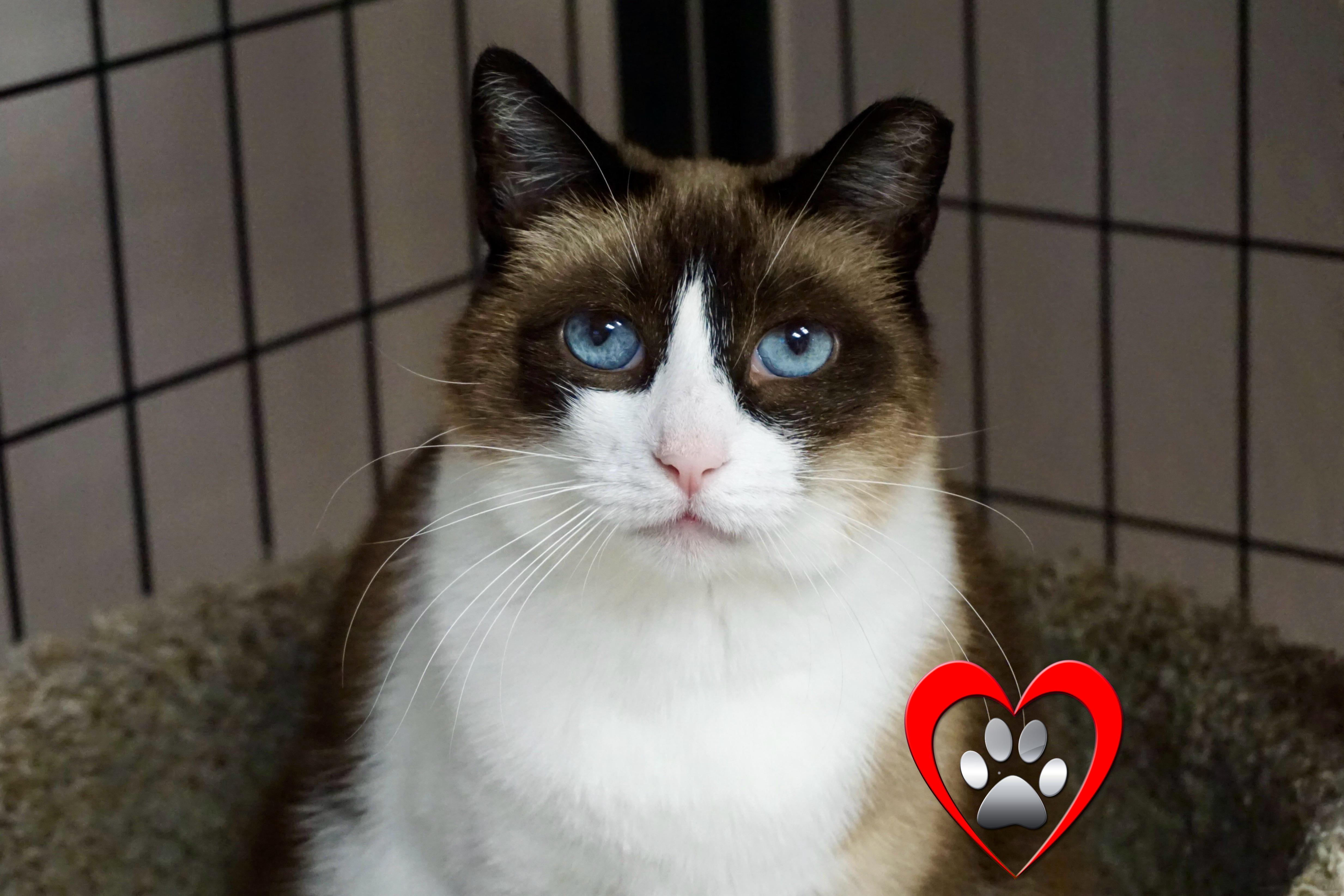 Enlarge Grumpkin, a Adopted Domestic Medium Hair in Fountain Hills, AZ image 3/5