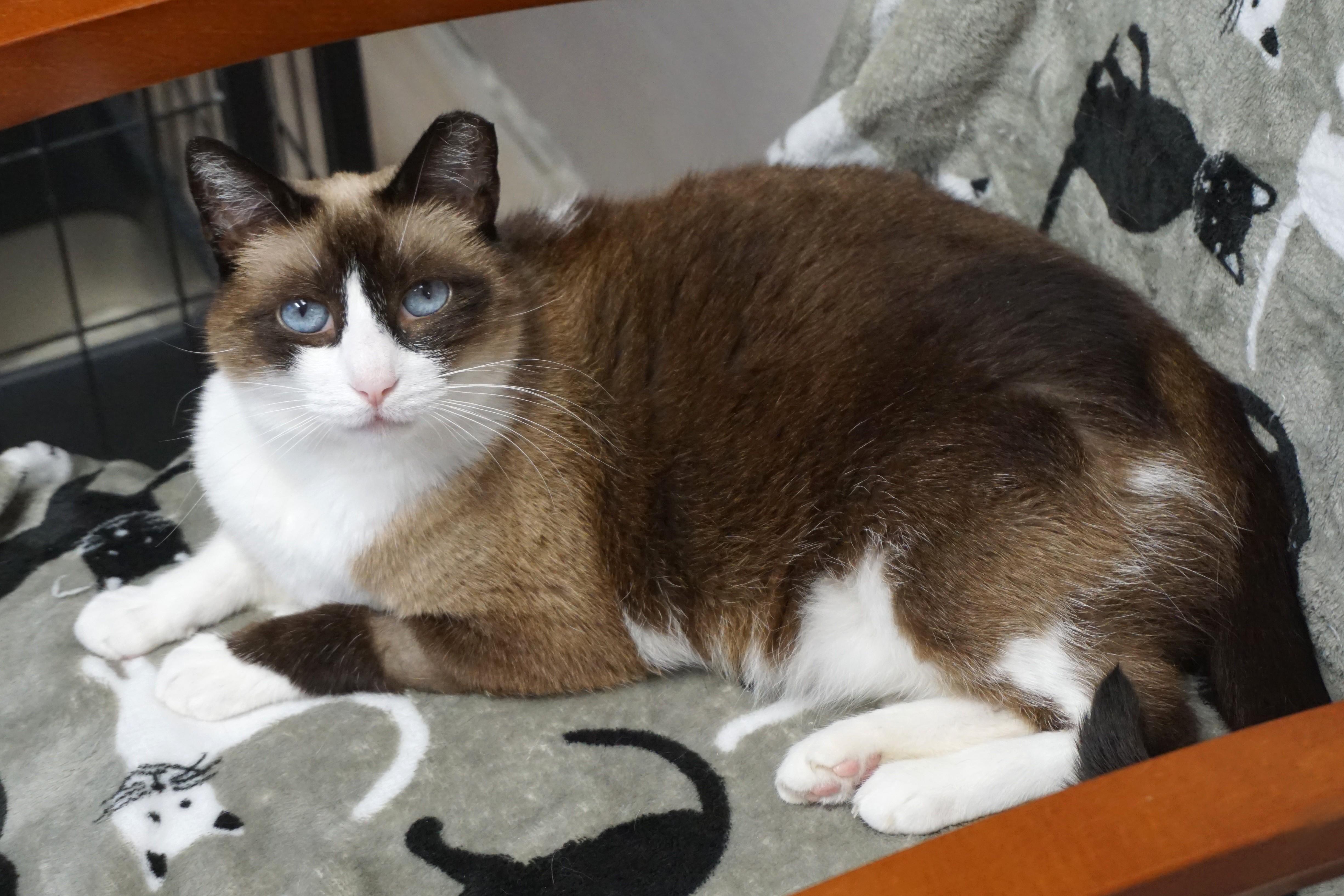 Enlarge Grumpkin, a Adopted Domestic Medium Hair in Fountain Hills, AZ image 2/5