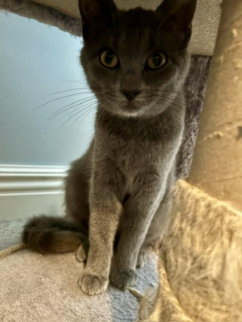 Enlarge Gracie, a Adoptable Domestic Short Hair in Karns City, PA image 3/4