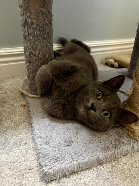 Gracie, Adoptable, Young Female Domestic Short Hair.