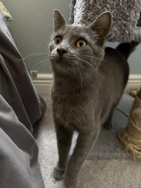 Enlarge Gracie, a Adoptable Domestic Short Hair in Karns City, PA image 4/4
