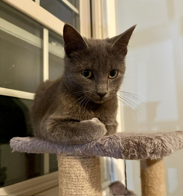 Enlarge Gracie, a Adoptable Domestic Short Hair in Karns City, PA image 2/4