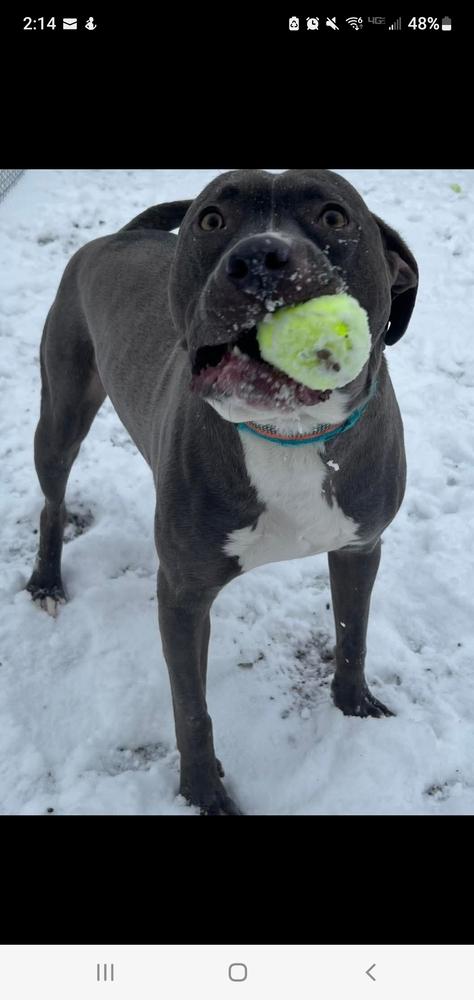 Enlarge Jimmy, a Adoptable mixed breed in Clinton Township, MI image 1/6