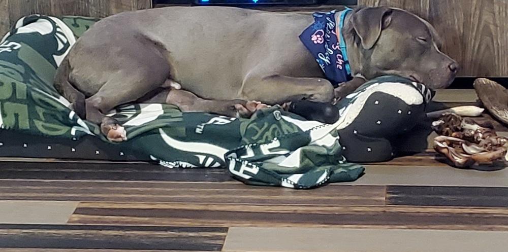 Enlarge Jimmy, a Adoptable mixed breed in Clinton Township, MI image 2/6