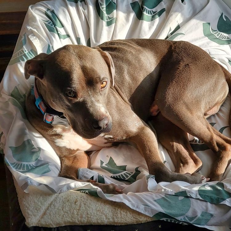 Jimmy, Adoptable, Adult Male Mixed Breed.