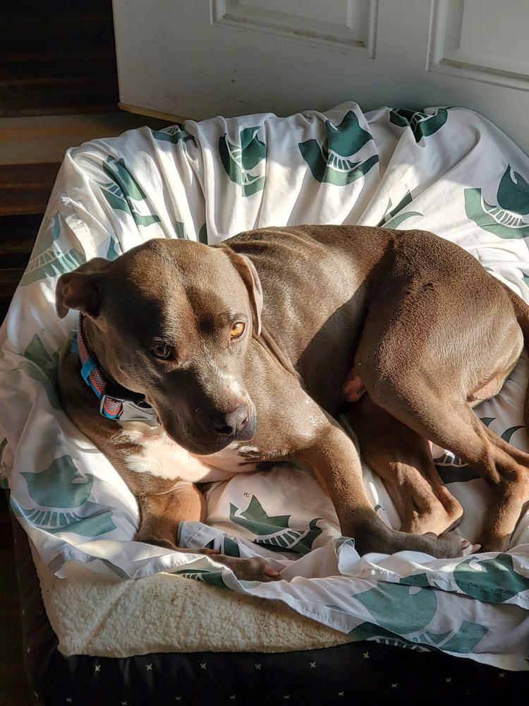 Enlarge Jimmy, a Adoptable mixed breed in Clinton Township, MI image 3/6