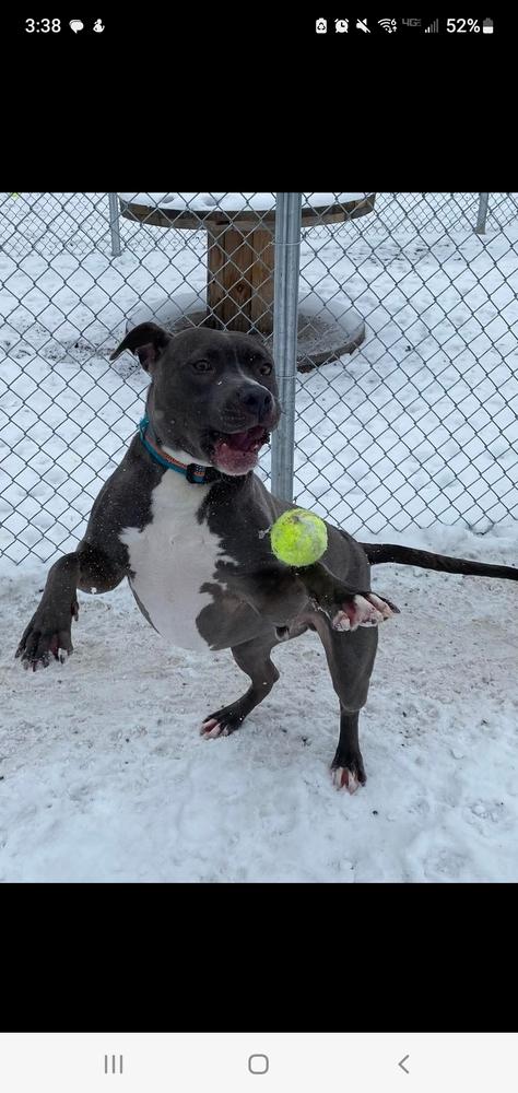 Enlarge Jimmy, a Adoptable mixed breed in Clinton Township, MI image 4/6