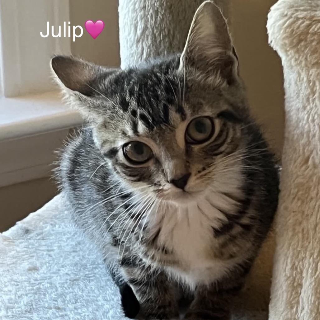 Julip, Adoptable, Young Female Domestic Short Hair.