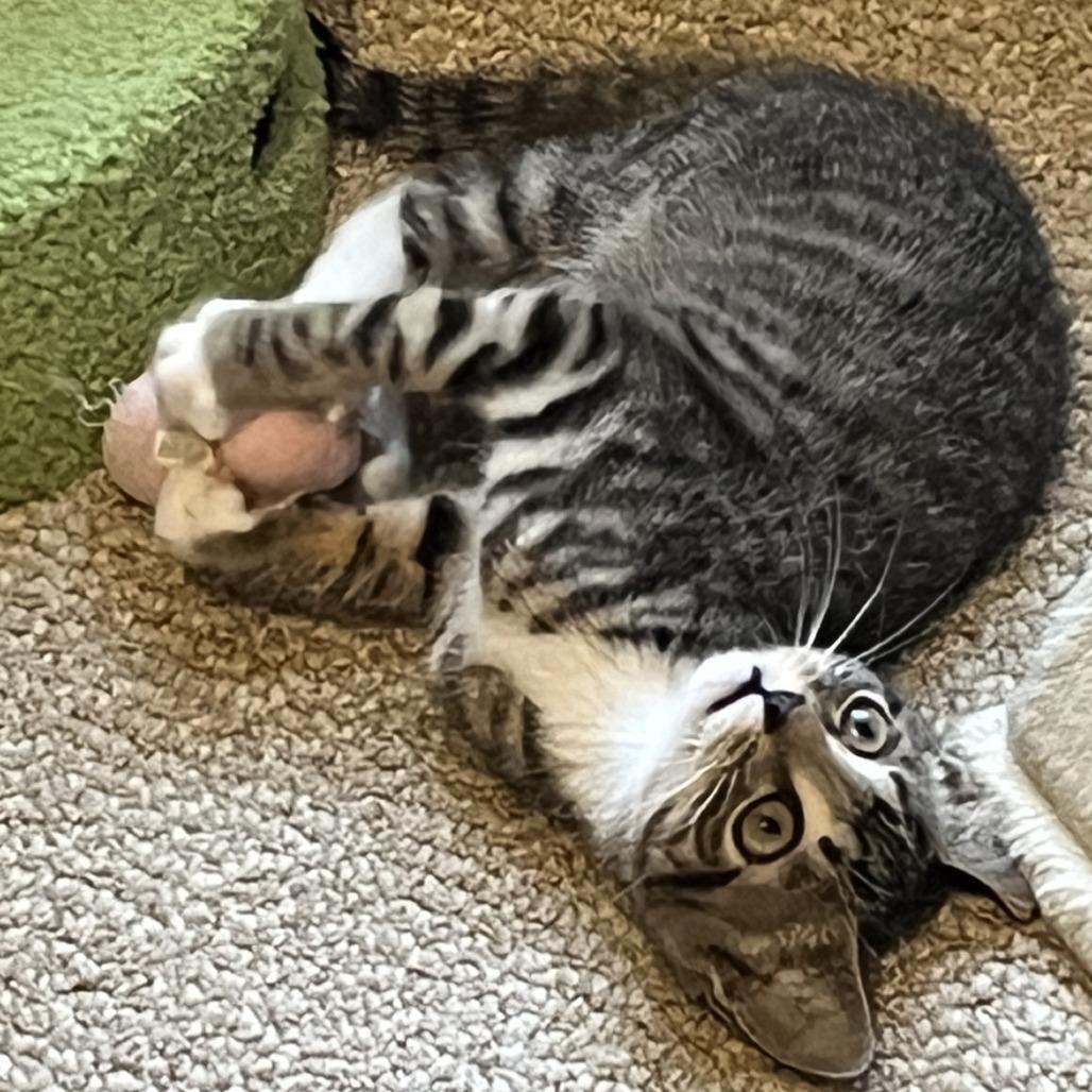 Enlarge Julip, a Adoptable Domestic Short Hair in Peachtree City, GA image 2/5
