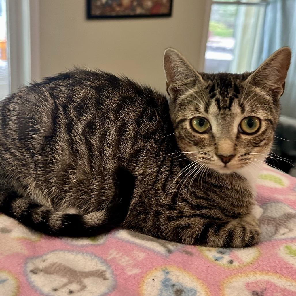 Enlarge Julip, a Adoptable Domestic Short Hair in Peachtree City, GA image 3/5