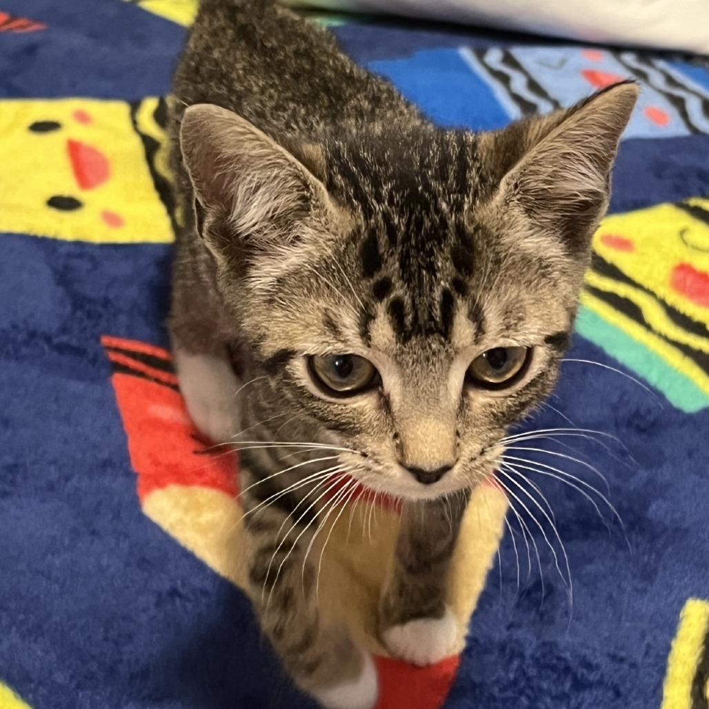 Enlarge Julip, a Adoptable Domestic Short Hair in Peachtree City, GA image 4/5
