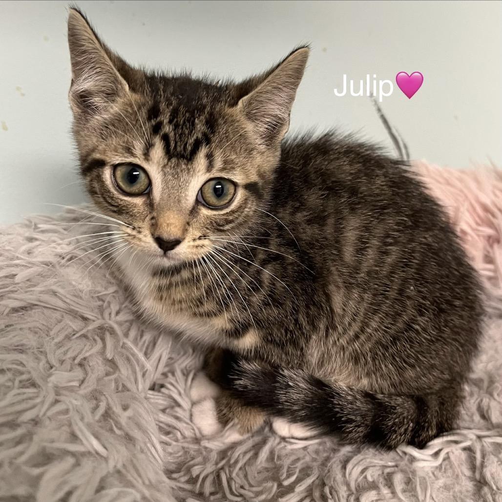 Enlarge Julip, a Adoptable Domestic Short Hair in Peachtree City, GA image 5/5