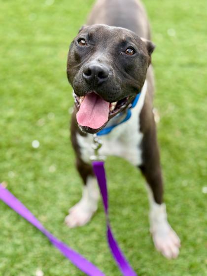 Enlarge Domino - 2, a Adoptable mixed breed in Daytona Beach, FL image 1/1