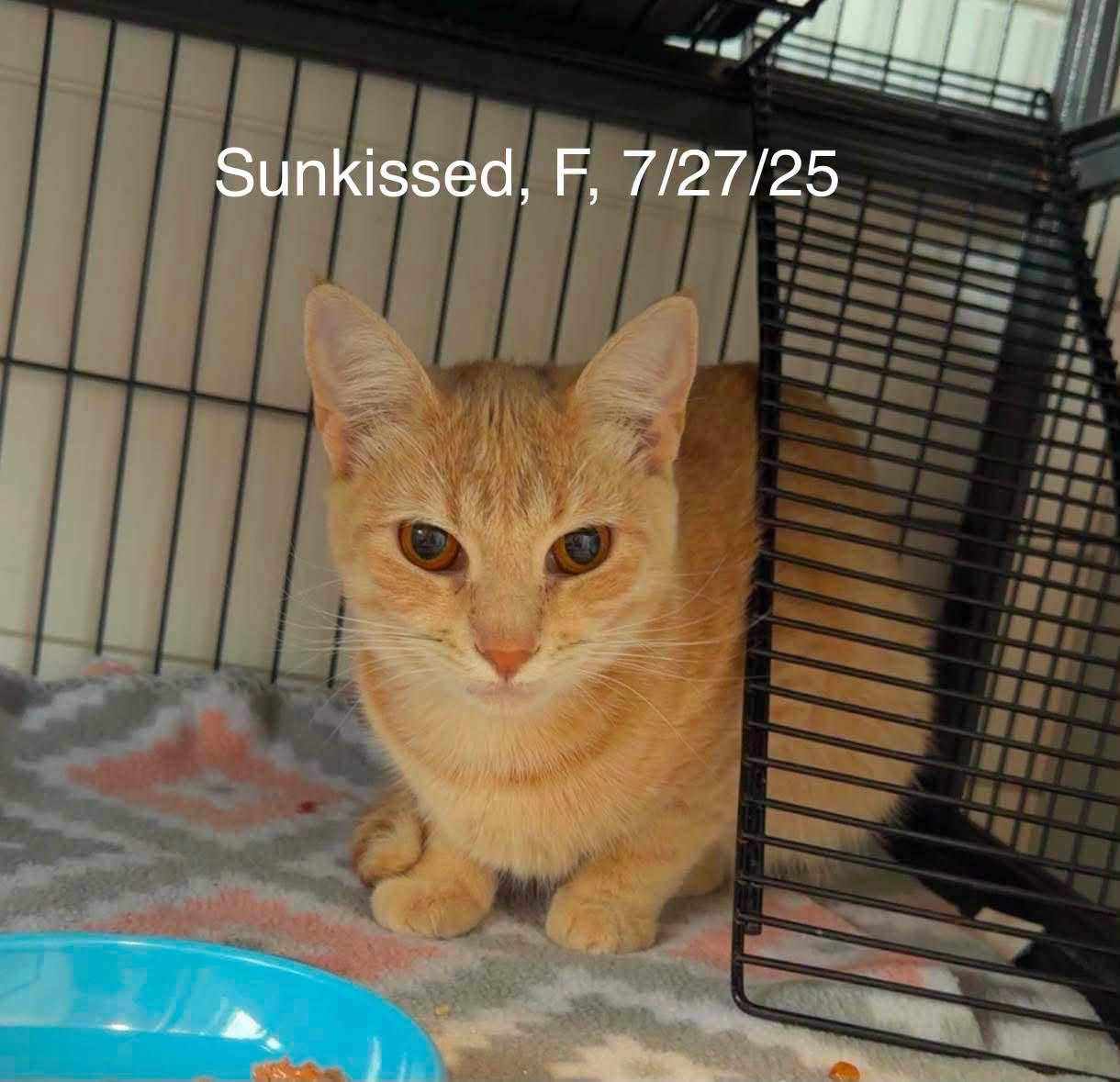 Sunkissed, Adoptable, Young Female Domestic Short Hair.