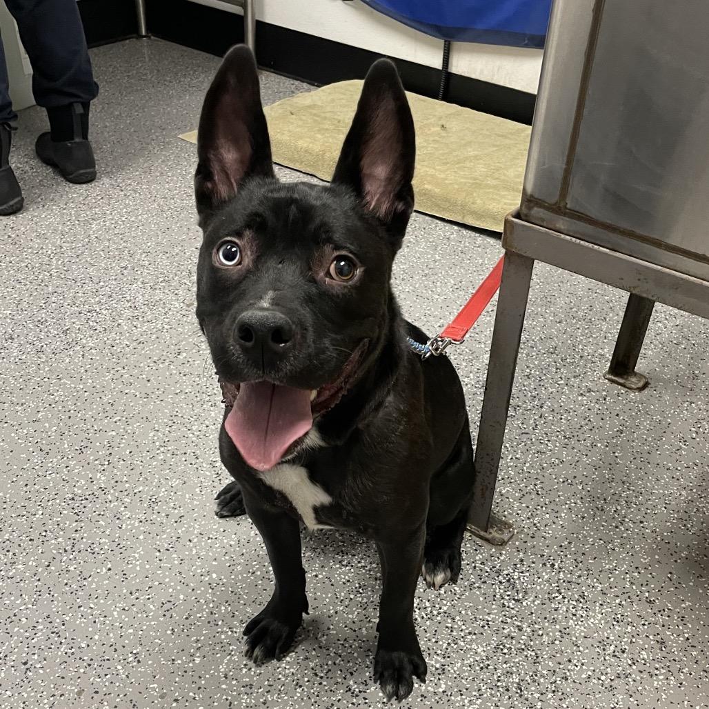 Spice, Adoptable, Young Male Pit Bull Terrier.