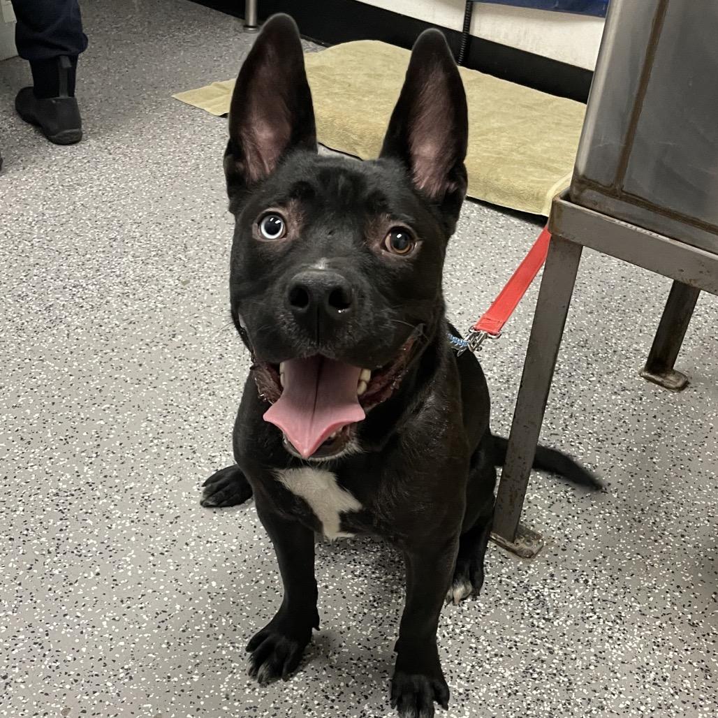 Enlarge Spice, a Adoptable Pit Bull Terrier in Henderson, NV image 2/3