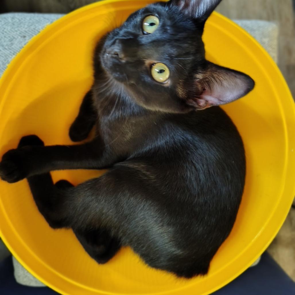 1397 Calvin, Adoptable, Young Male American Bobtail.