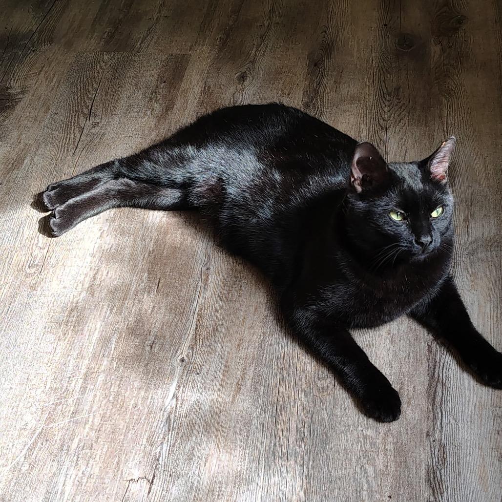 1397 Calvin, a Adoptable American Bobtail in Abbeville, SC image 2/2