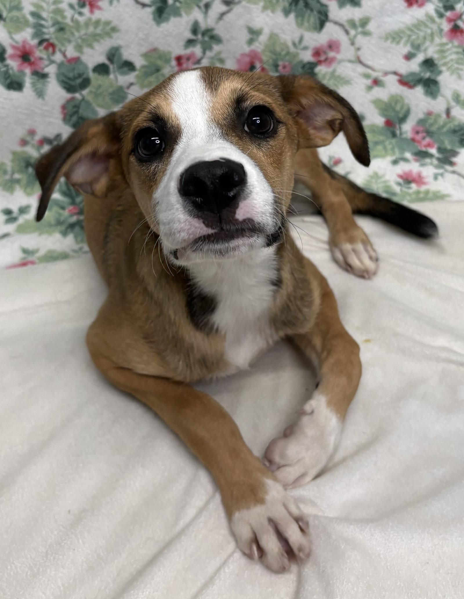 261174 Bud, Adopted, Young Male Terrier.