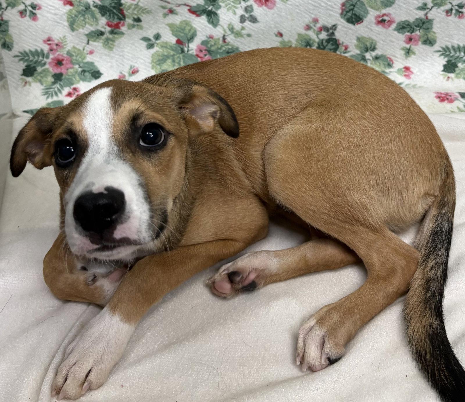 Enlarge 261174  Bud, a Adopted Terrier in Wetumpka, AL image 2/2