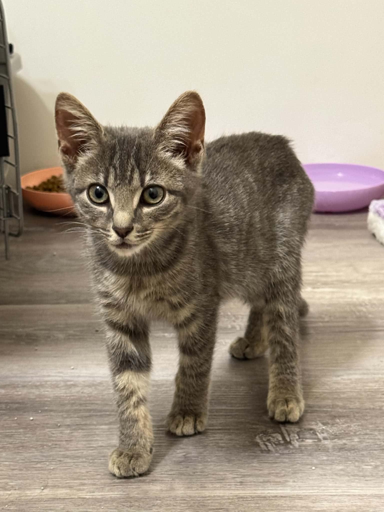 Enlarge Cricket, a Adoptable mixed breed in King George, VA image 1/2