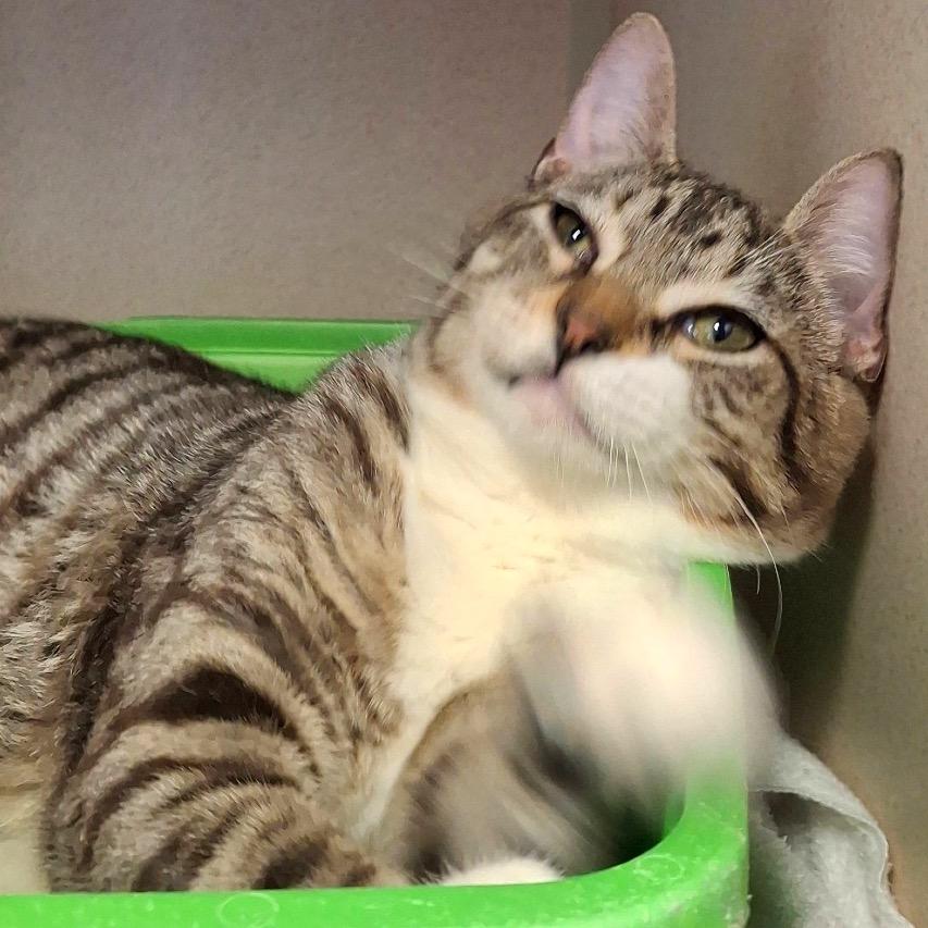 Hubba Bubba — thumbnail 2