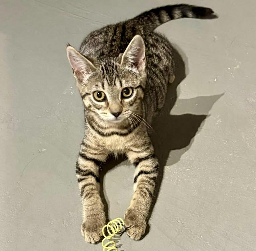 Enlarge Susie, a ADOPTABLE Domestic Short Hair in WOODSTOCK, ON image 1/1