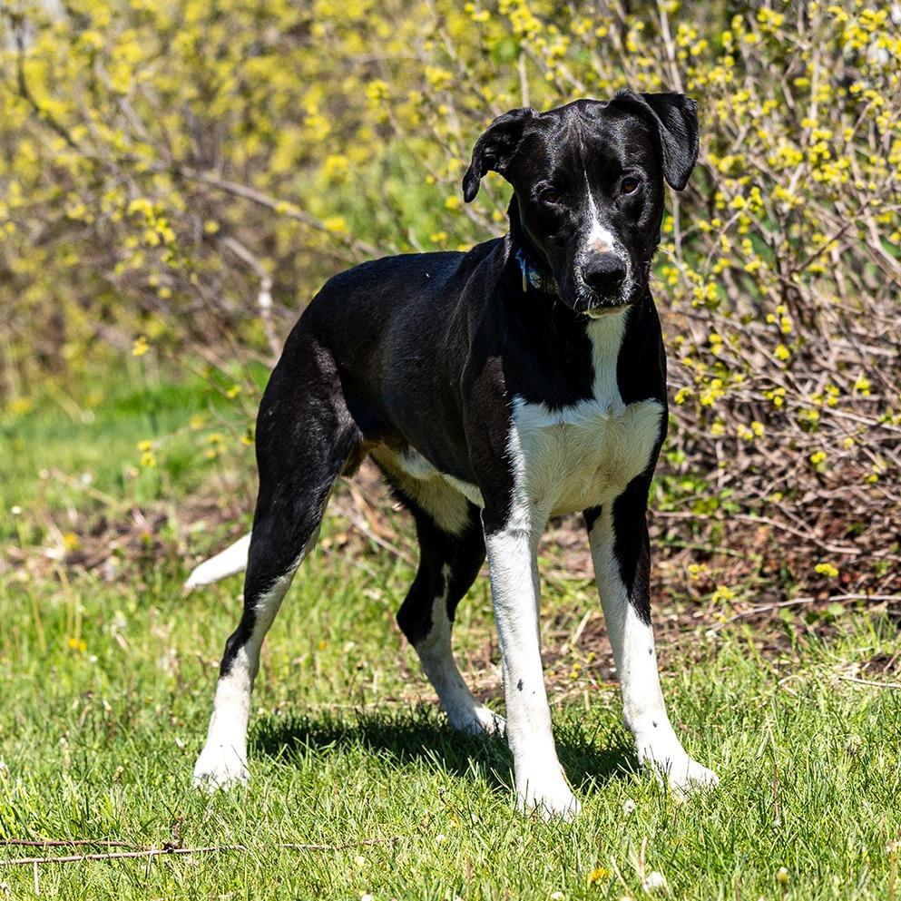 Enlarge Creek, a Adoptable Labrador Retriever in Council Bluffs, IA image 1/3