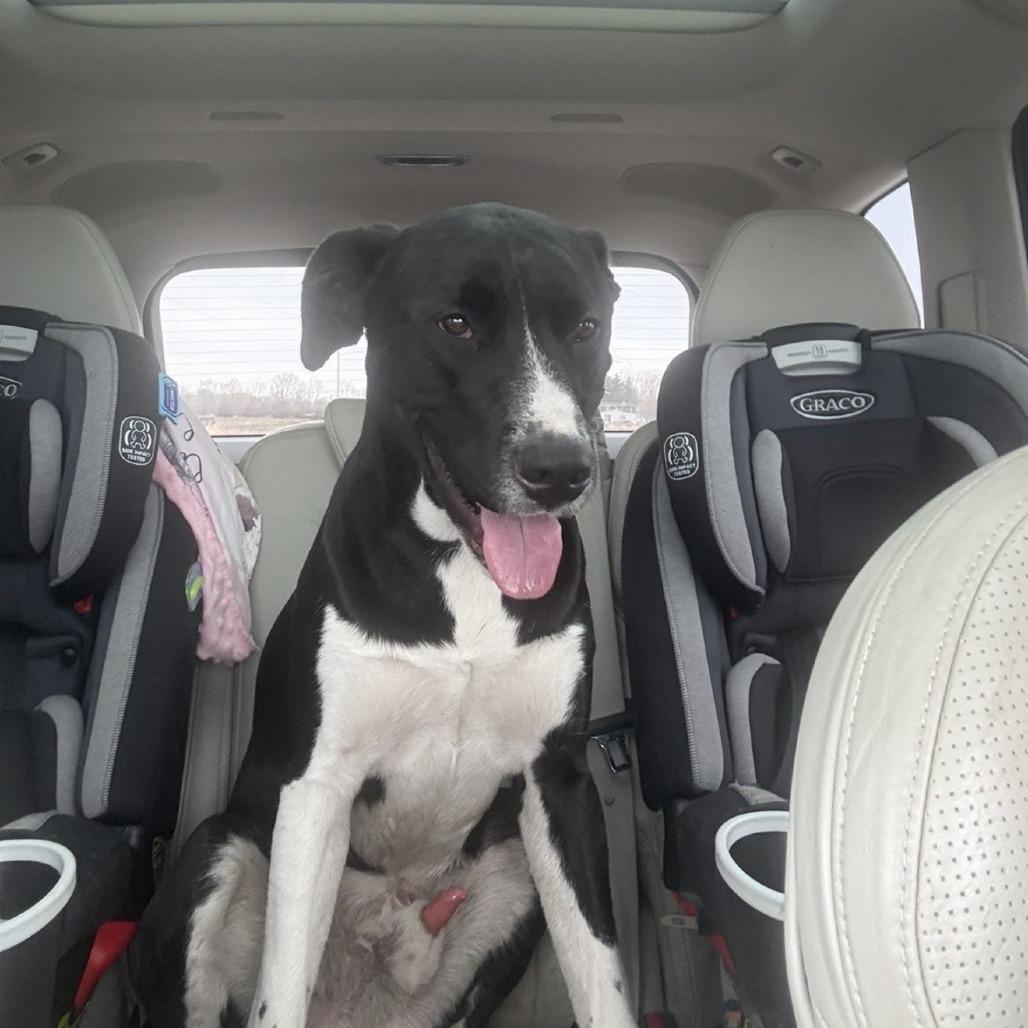 Enlarge Creek, a Adoptable Labrador Retriever in Council Bluffs, IA image 2/3