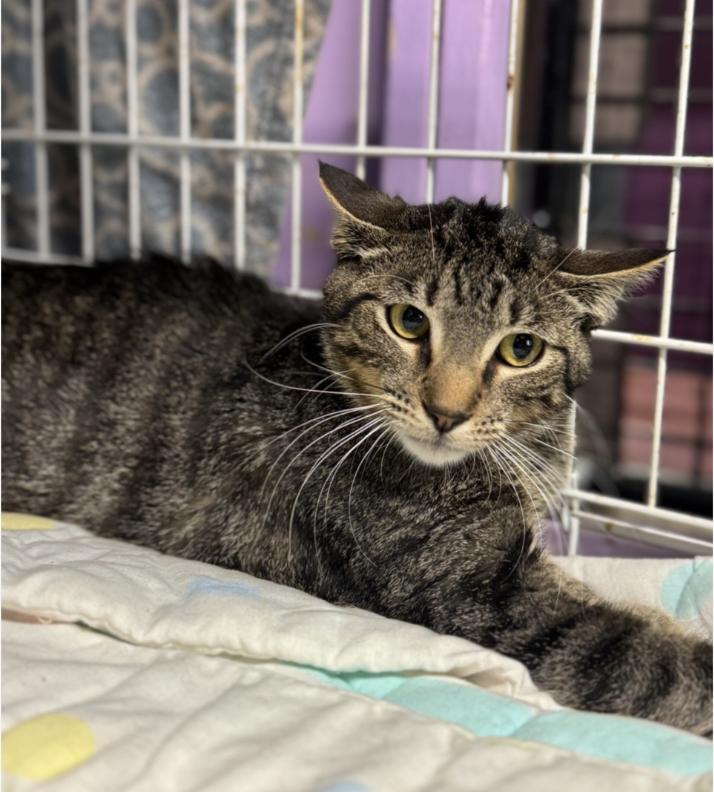 Chevy, Baby Male Domestic Short Hair