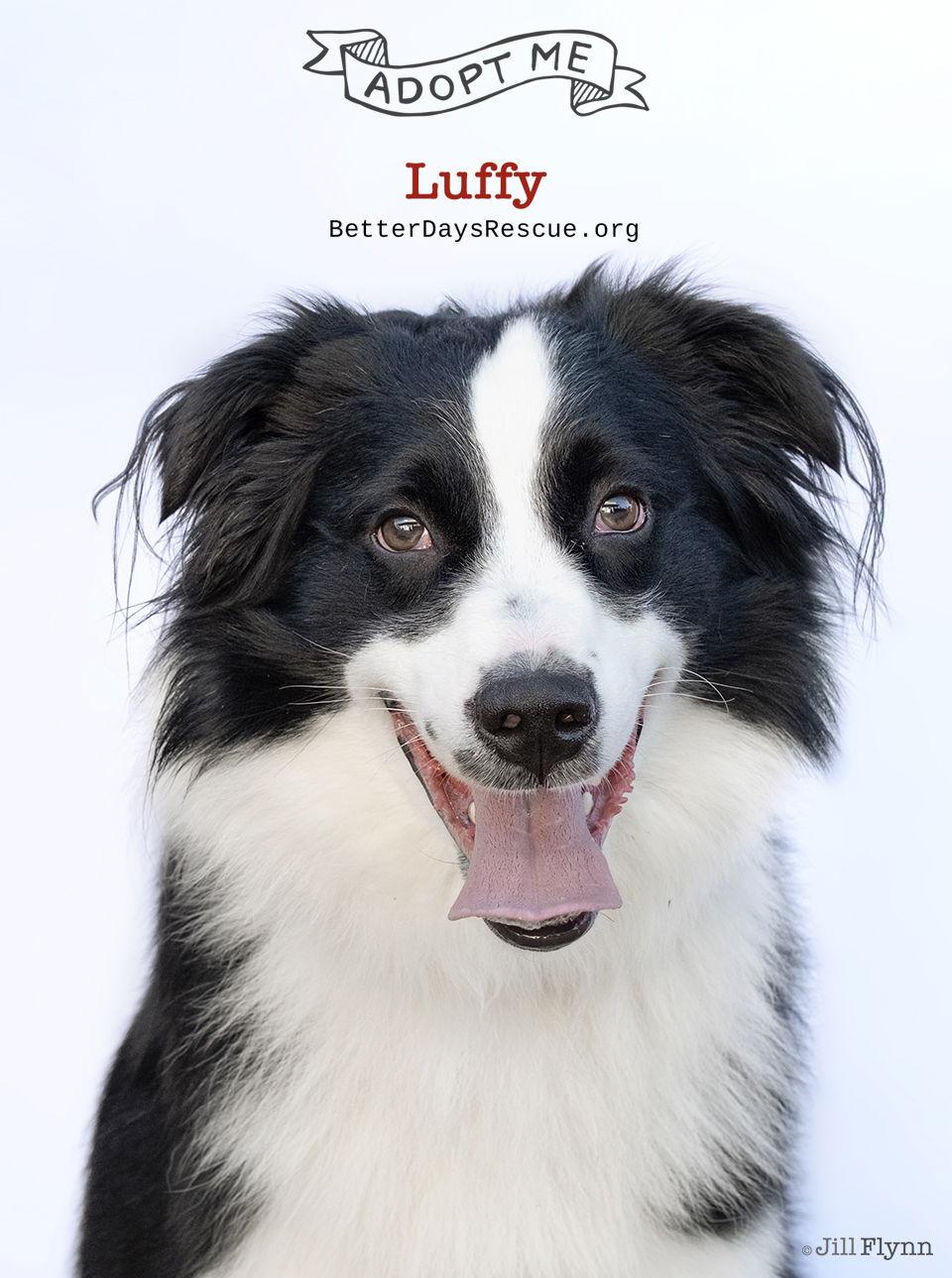 LUFFY, Adoptable, Young Male Australian Shepherd.