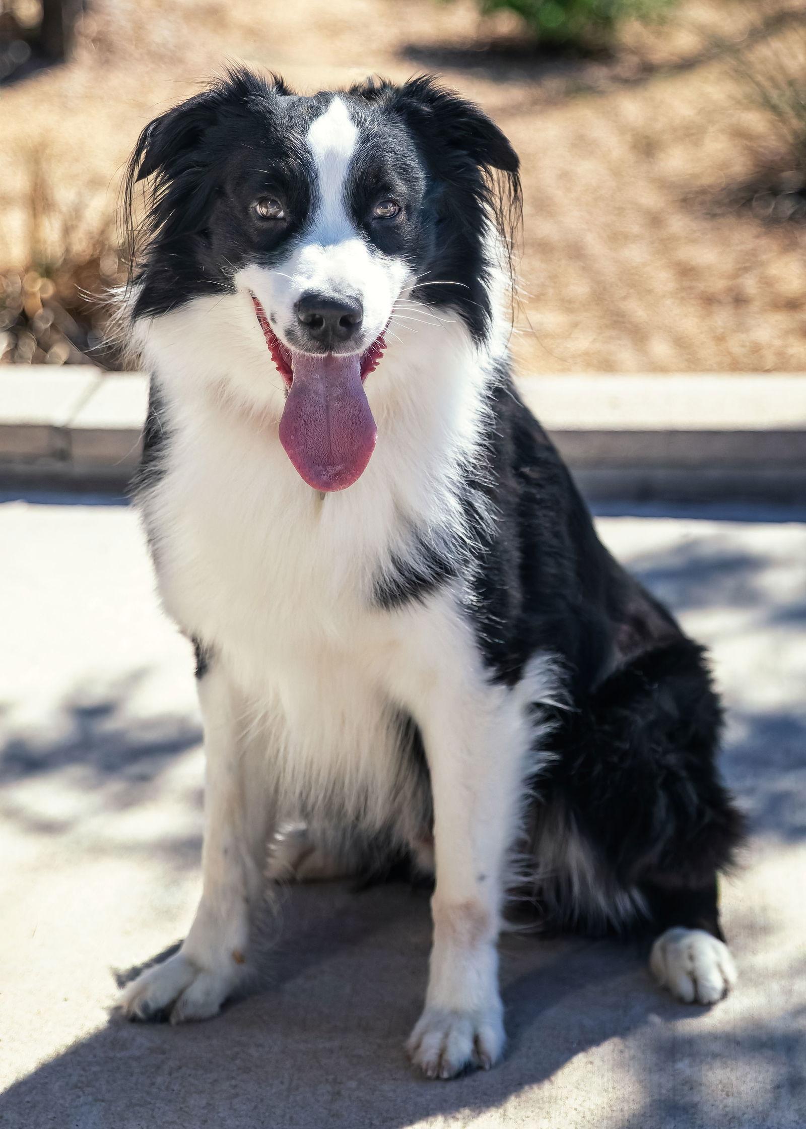 LUFFY, Adoptable, Young Male Australian Shepherd.
