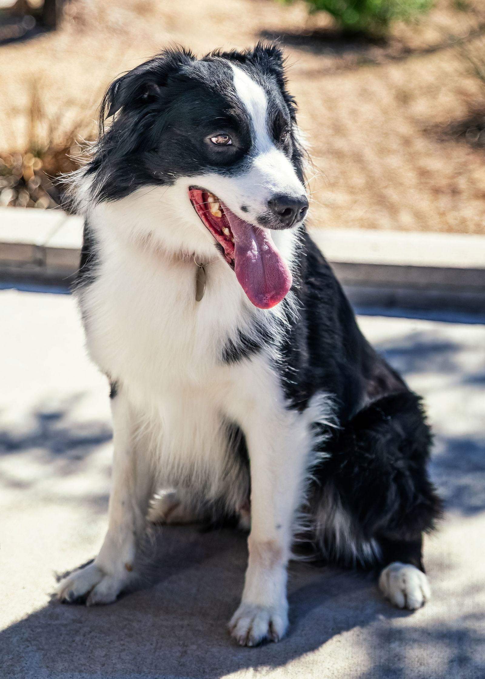 Enlarge LUFFY, a Adoptable Australian Shepherd in Scottsdale, AZ image 3/3