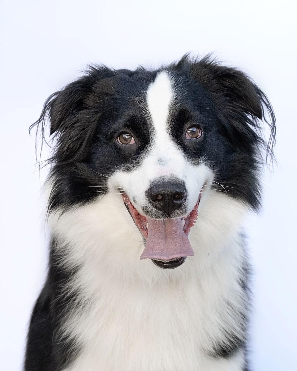 Enlarge LUFFY, a Adoptable Australian Shepherd in Scottsdale, AZ image 3/3