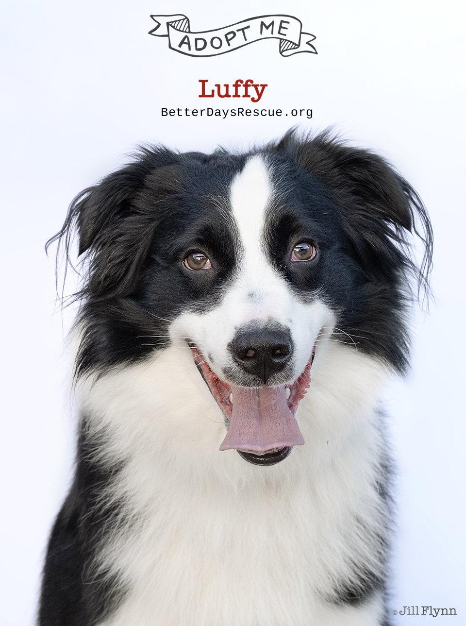 Enlarge LUFFY, a Adoptable Australian Shepherd in Scottsdale, AZ image 3/3