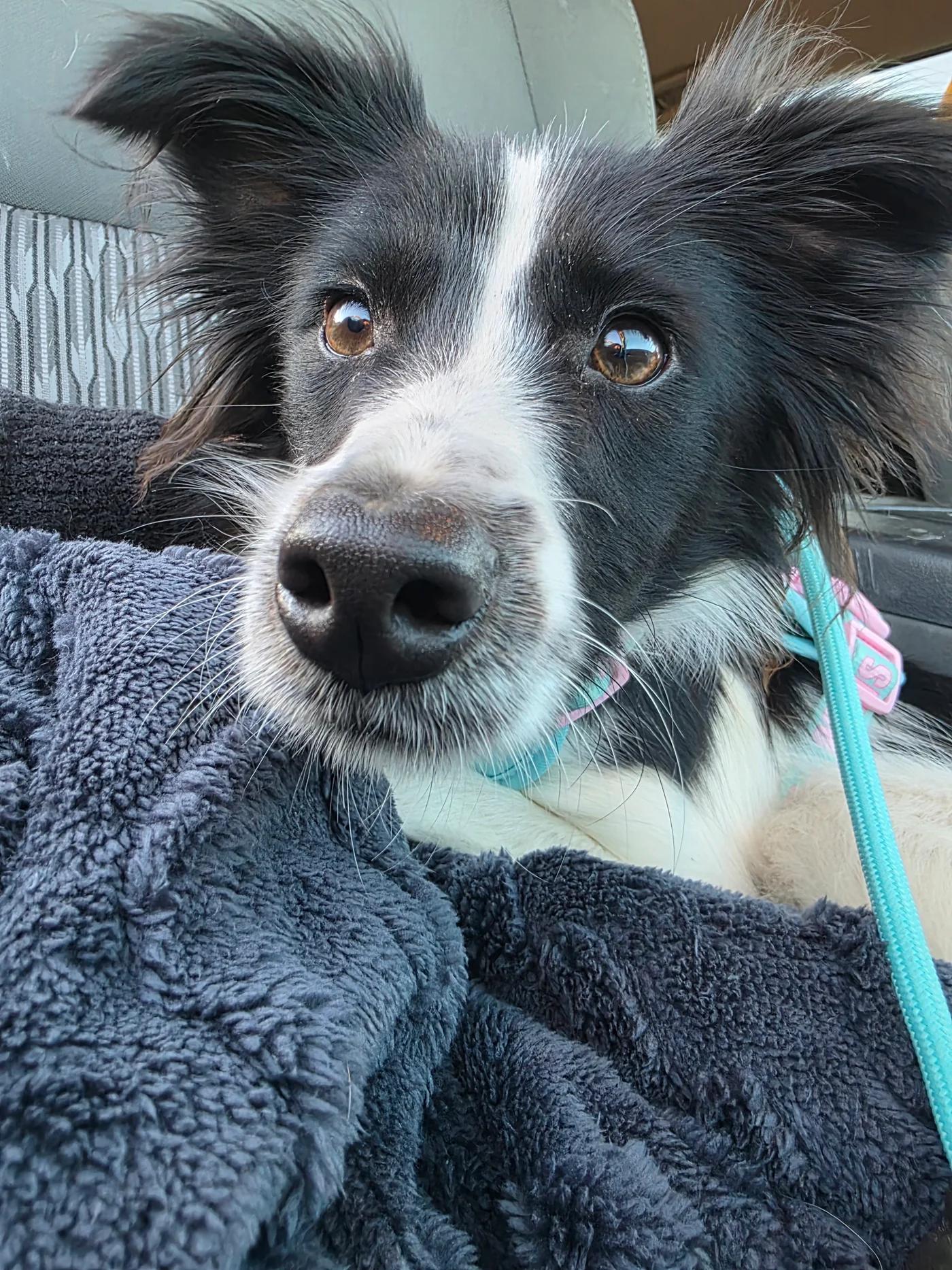 Macy, adopted, Young Female Chihuahua & Border Collie.
