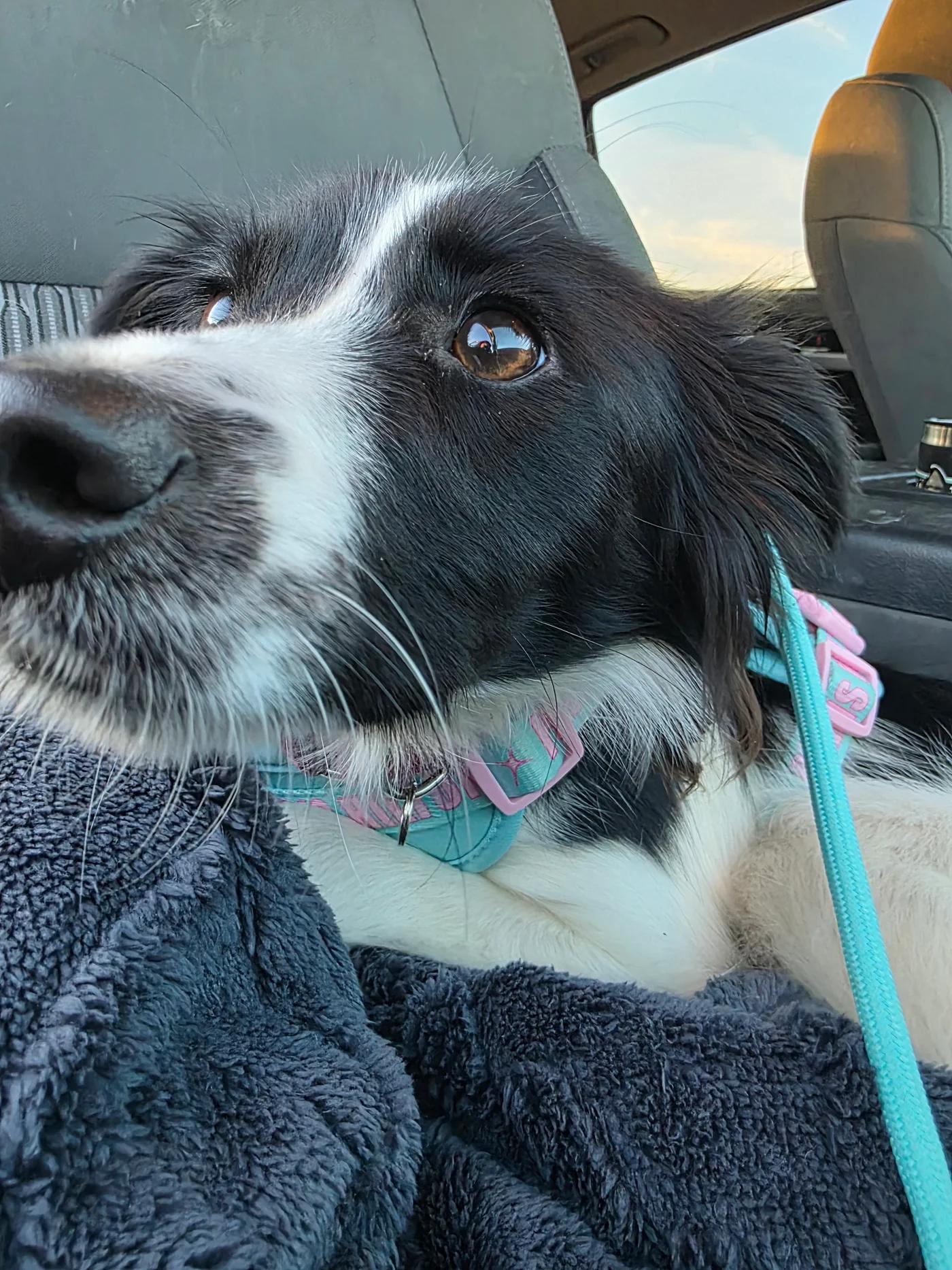 Enlarge Macy, an adopted mixed breed in Santa Clara, CA image 3/4