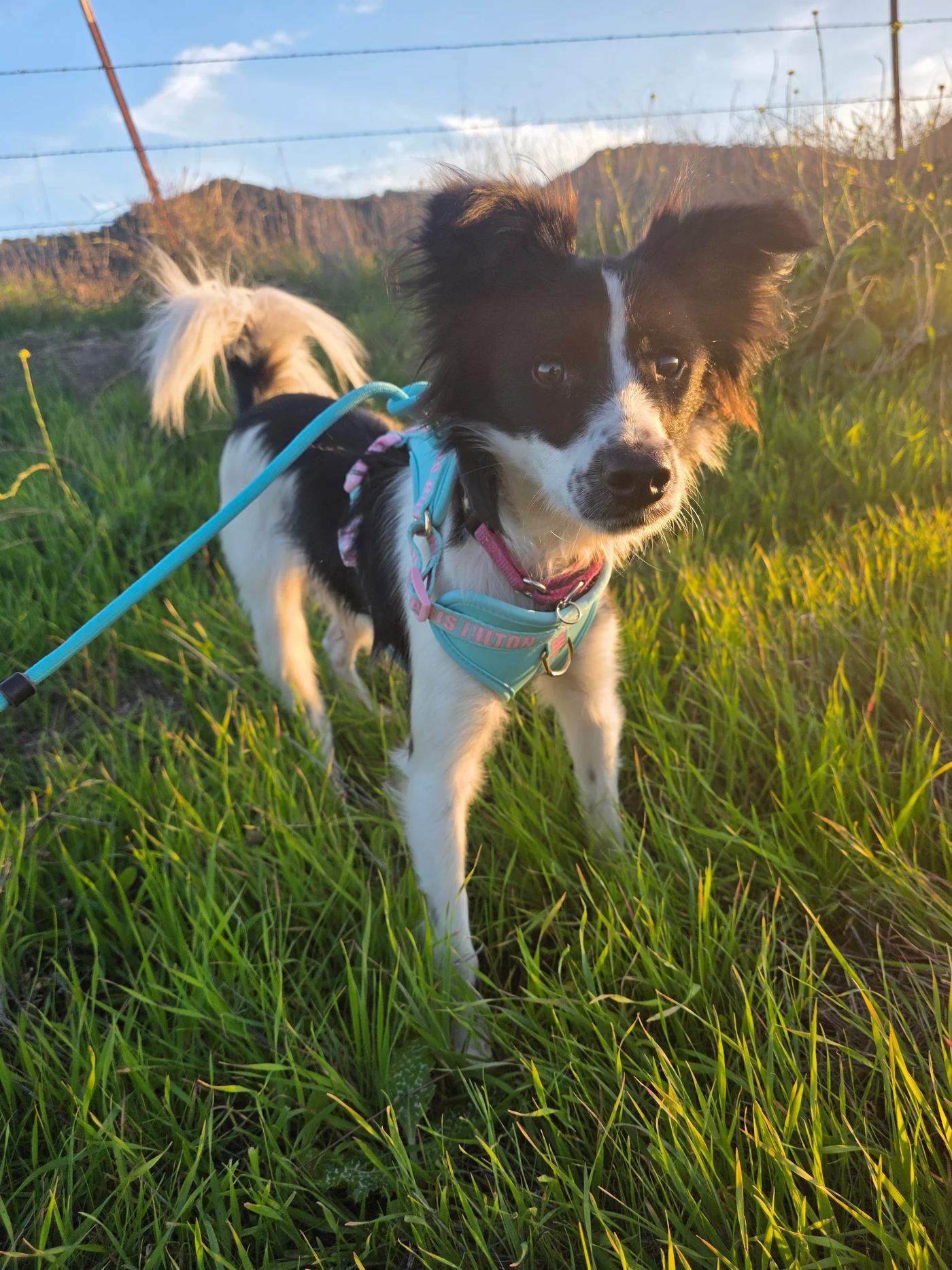 Enlarge Macy, an adopted mixed breed in Santa Clara, CA image 4/4