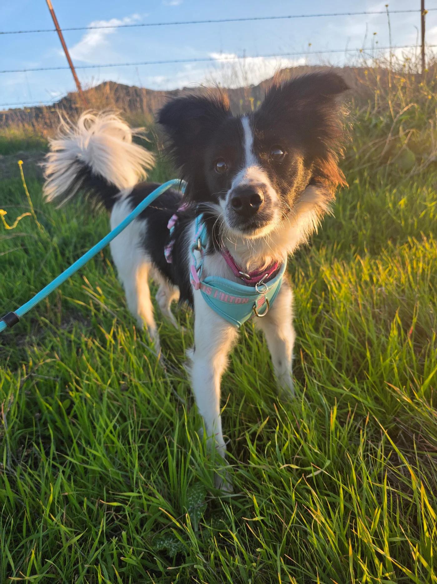 Enlarge Macy, an adopted mixed breed in Santa Clara, CA image 2/4