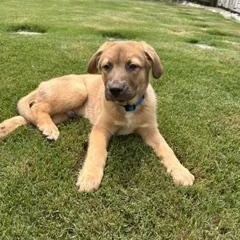 Clyde, a ADOPTABLE mixed breed in Waxhaw, NC image 1/3