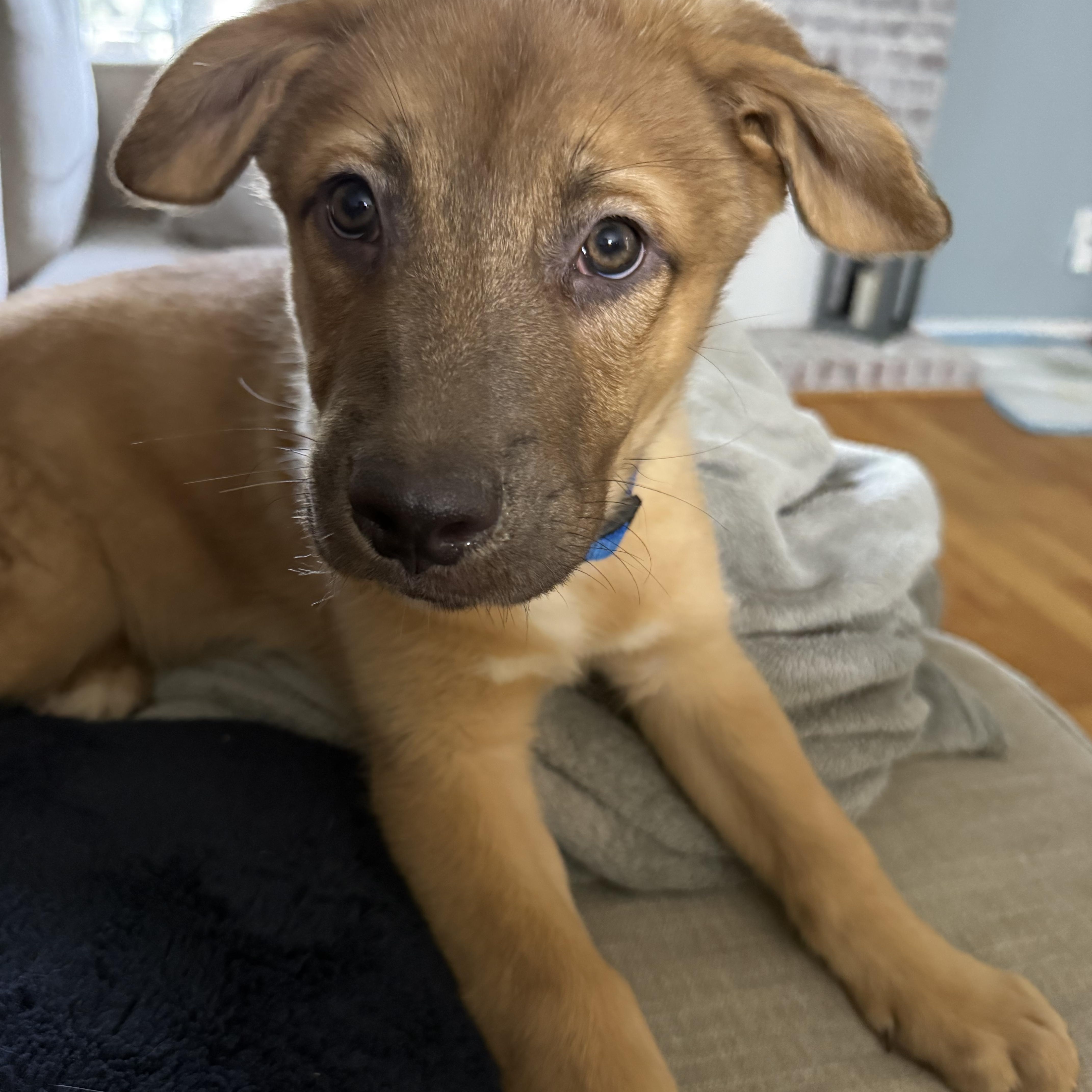 Clyde, a ADOPTABLE mixed breed in Waxhaw, NC image 3/3