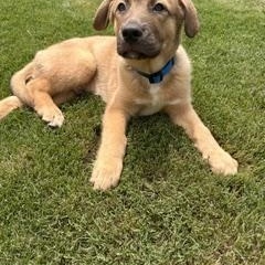 Clyde, a ADOPTABLE mixed breed in Waxhaw, NC image 2/3