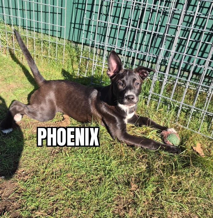 Phoenix, Adoptable, Puppy Male Mixed Breed.