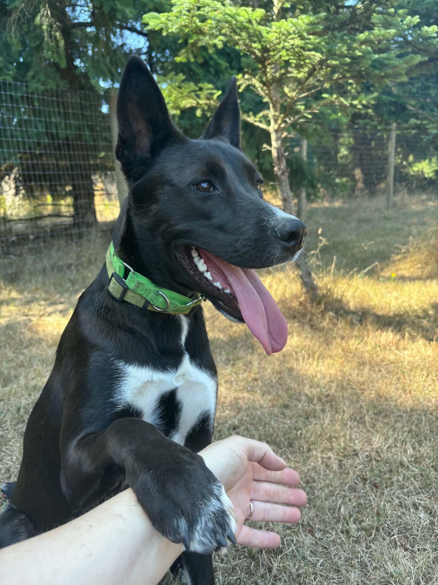 Phoenix, Adoptable, Young Male Mixed Breed.
