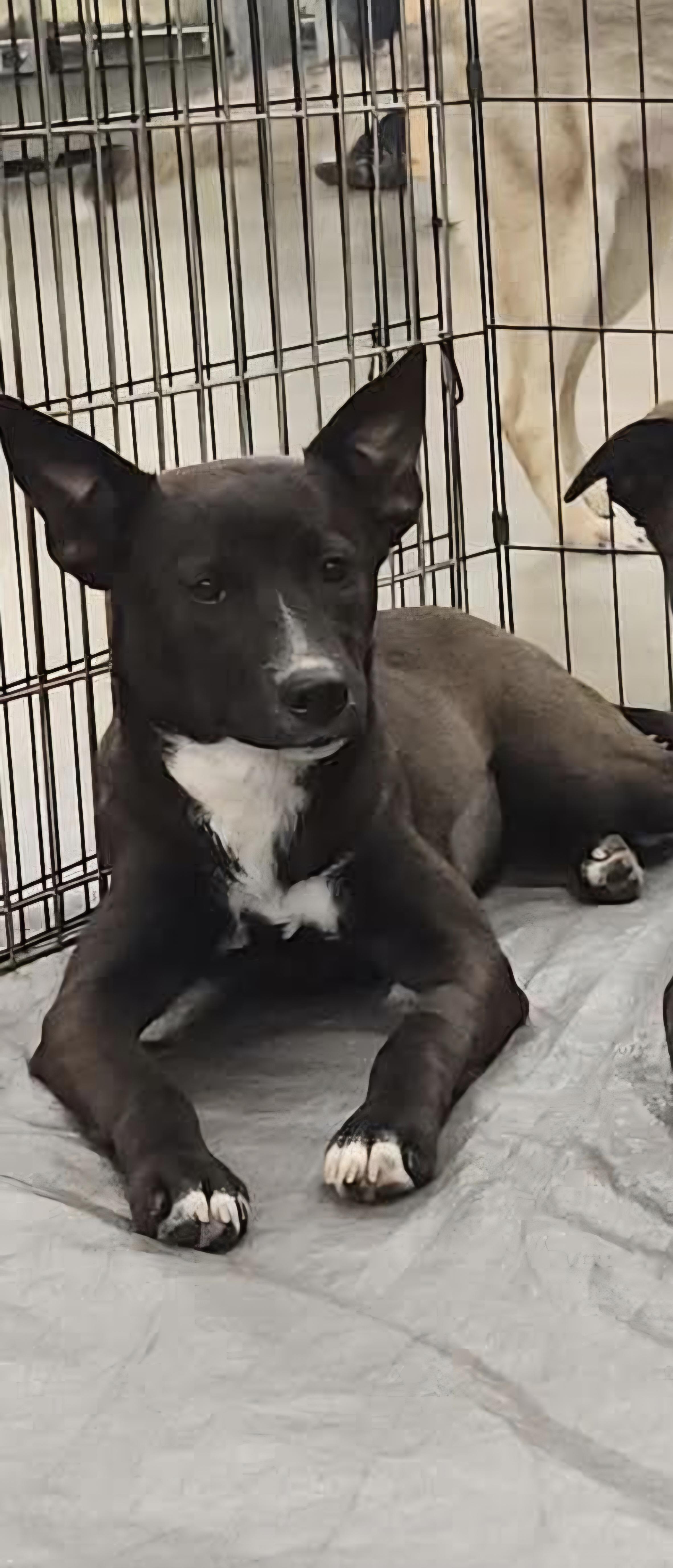 Enlarge Phoenix, a Adoptable mixed breed in Olympia, WA image 1/1