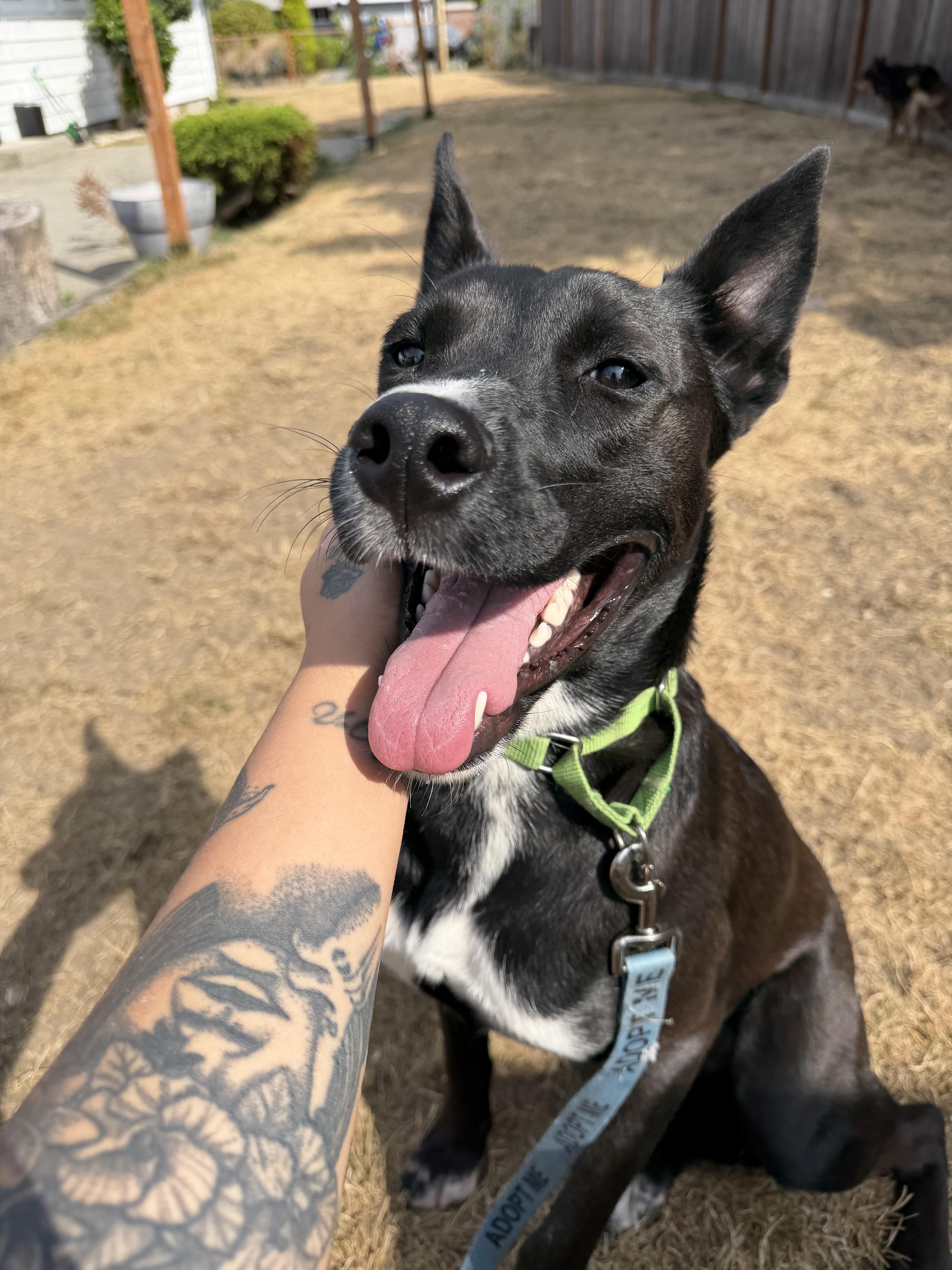 Enlarge Phoenix, a Adoptable mixed breed in Olympia, WA image 3/3