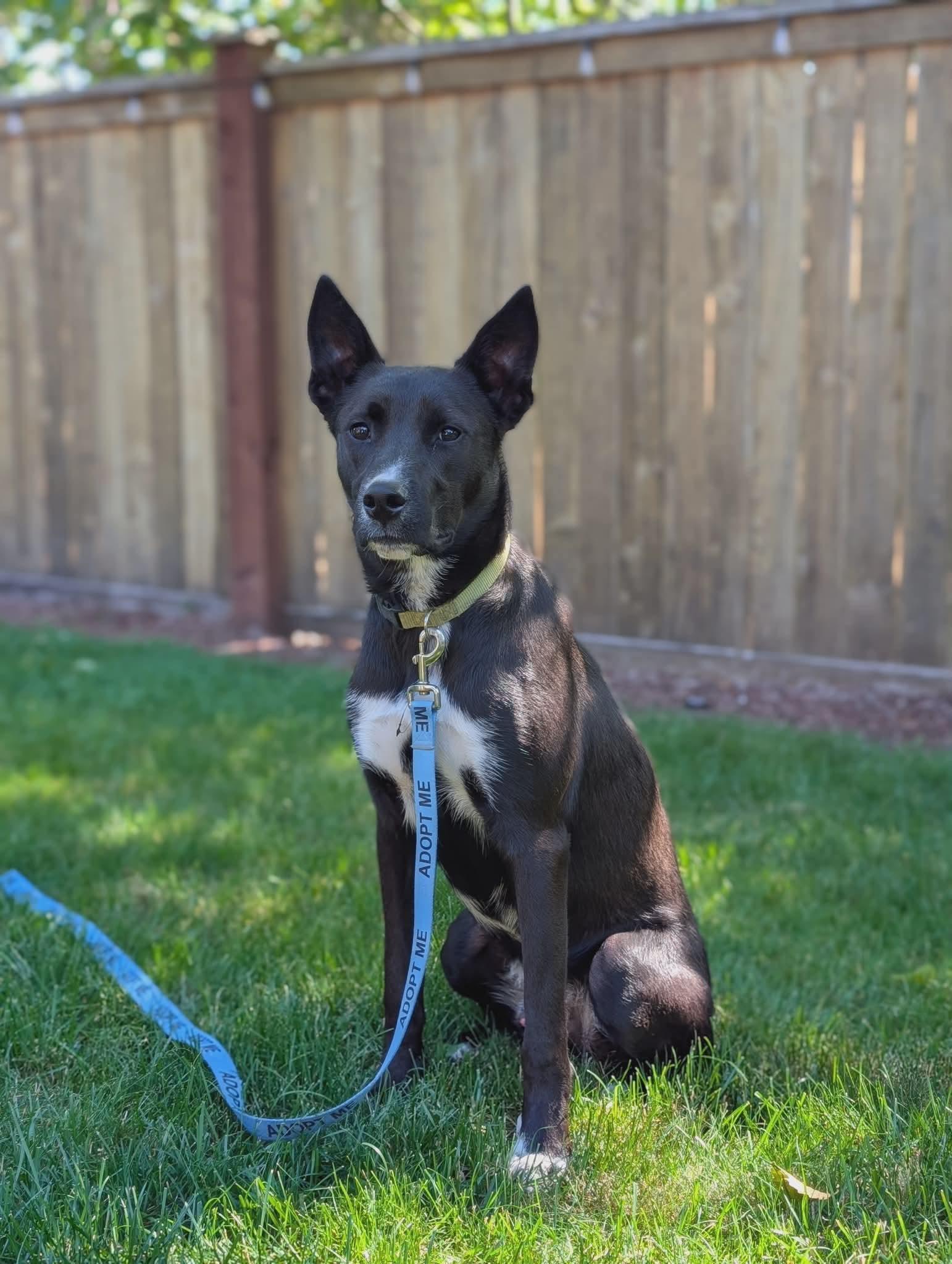 Enlarge Phoenix, a Adoptable mixed breed in Olympia, WA image 2/3
