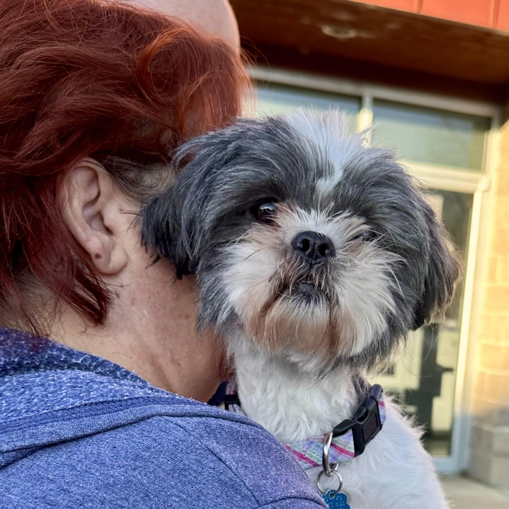Daisy in Colorado, ADOPTABLE, Senior Female Shih Tzu.