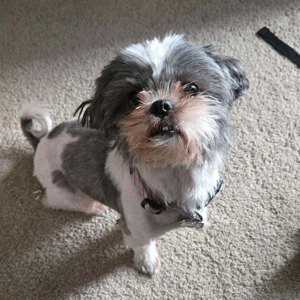 Enlarge Daisy in Colorado, a ADOPTABLE mixed breed in Denver, CO image 3/6