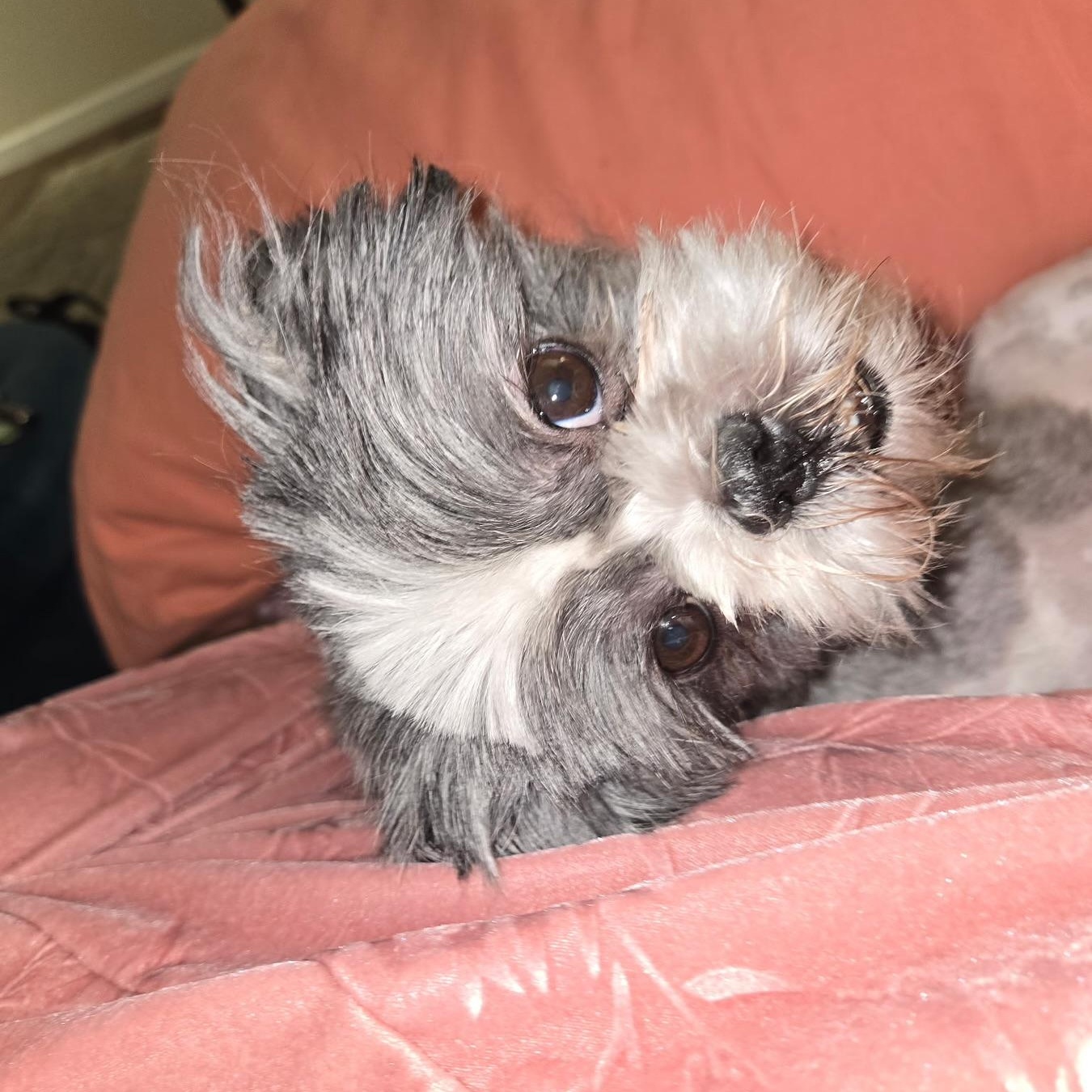 Enlarge Daisy in Colorado, a ADOPTABLE mixed breed in Denver, CO image 2/6